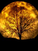 Do Not Go Gentle into That Good Night Lesson Plan